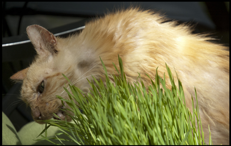 Nibbling Cat Grass.jpg